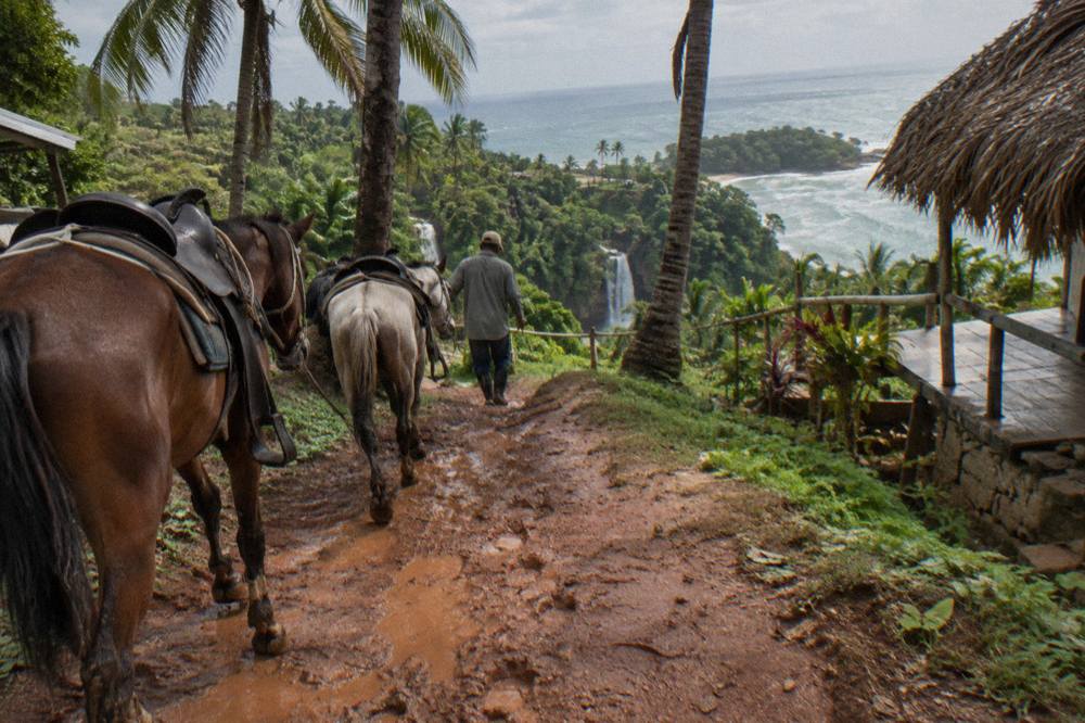 Horses led by local handlers on a muddy forest trail toward the waterfall