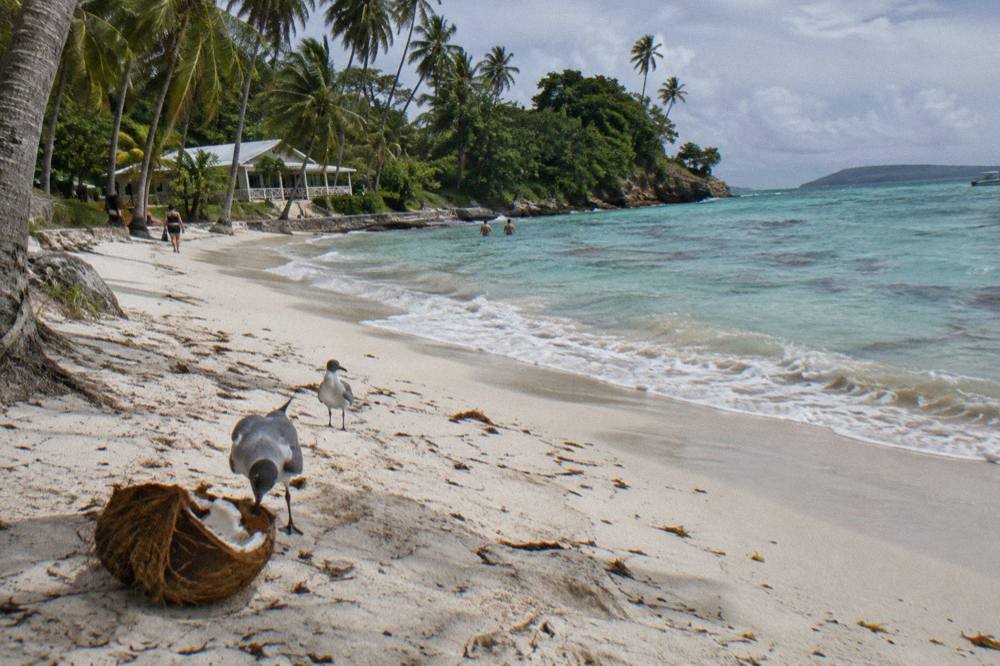 A white sand beach with palm trees and calm turquoise water along a small island shoreline