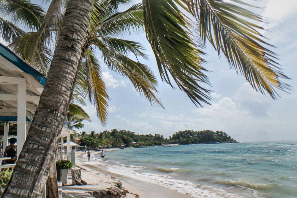 Sunlit palm fronds above a calm Caribbean beach in late morning light