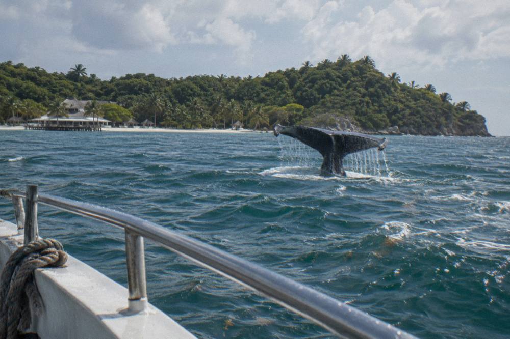 A whale tail breaking the surface of a calm bay with green hills in the distance
