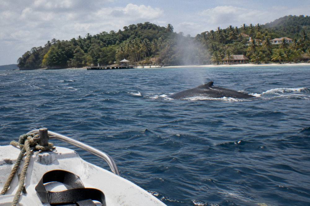 A humpback whale surfacing in calm blue bay water near wooded hills