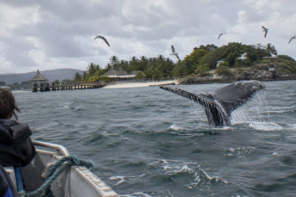 Humpback whale tail breaking the surface of a calm tropical bay