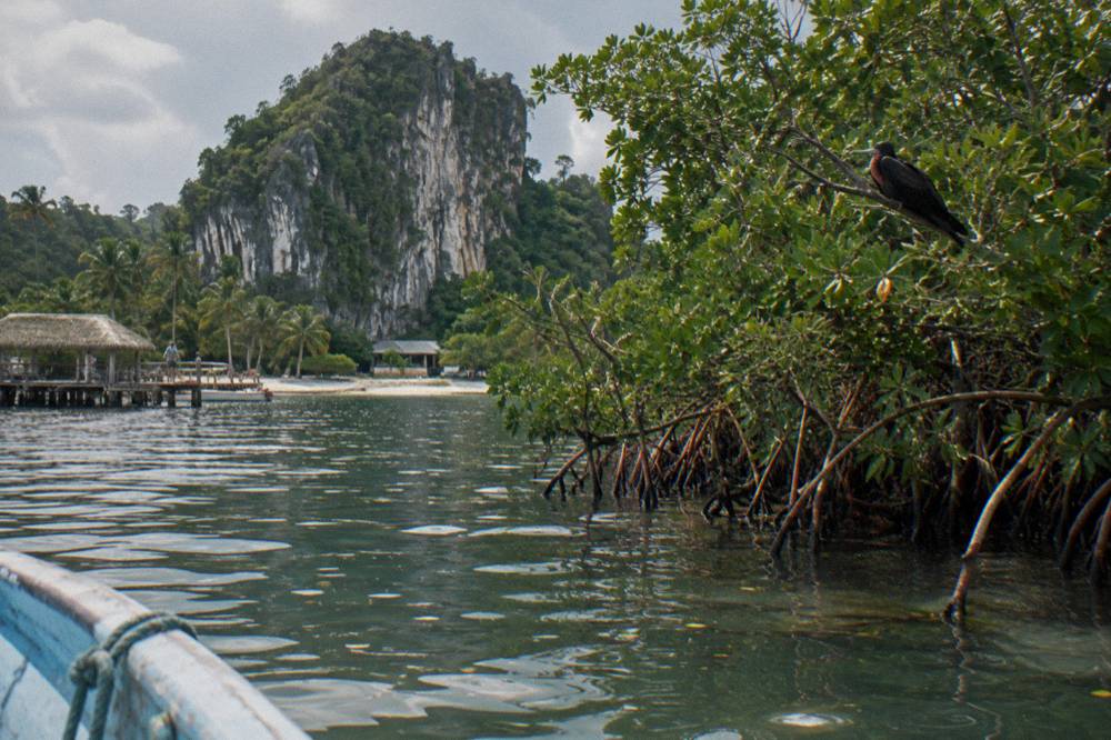 Mangrove channels and limestone rock formations along a calm bay shoreline
