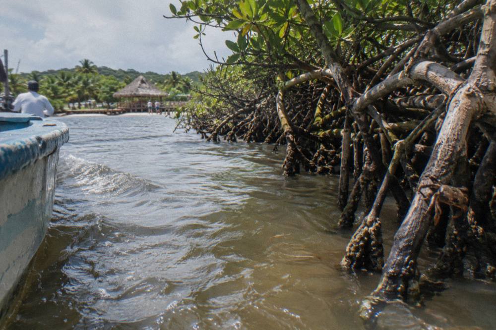 Dense mangrove roots lining a narrow water channel in Los Haitises National Park