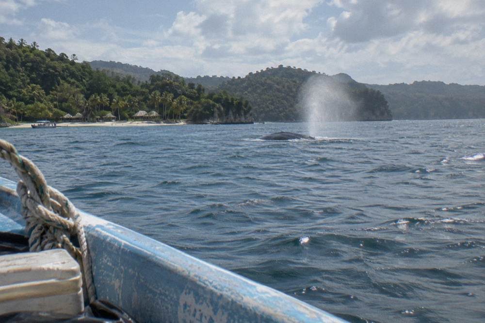 Humpback whale surfacing in calm blue bay water near forested hills