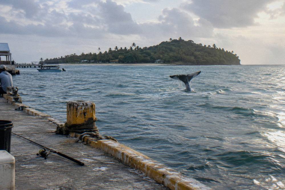 A humpback whale tail above the surface of a calm tropical bay