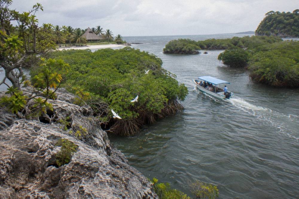 Tour boat cruising through mangrove channels toward limestone cliffs